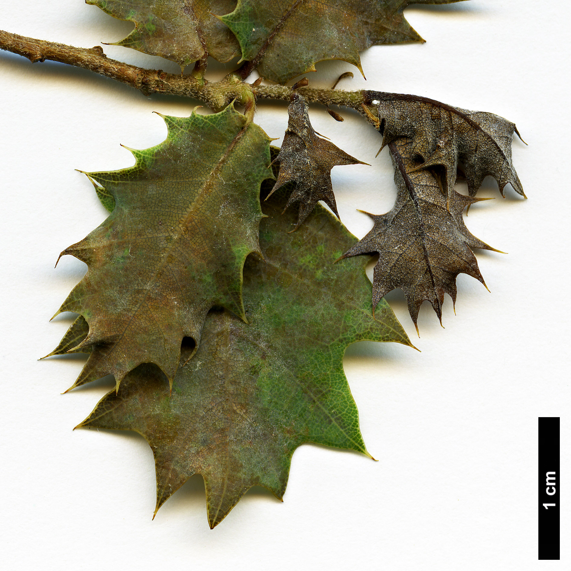 High resolution image: Family: Fagaceae - Genus: Quercus - Taxon: ajoensis