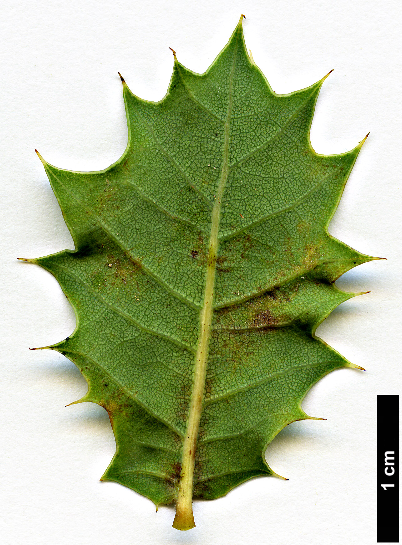 High resolution image: Family: Fagaceae - Genus: Quercus - Taxon: ajoensis