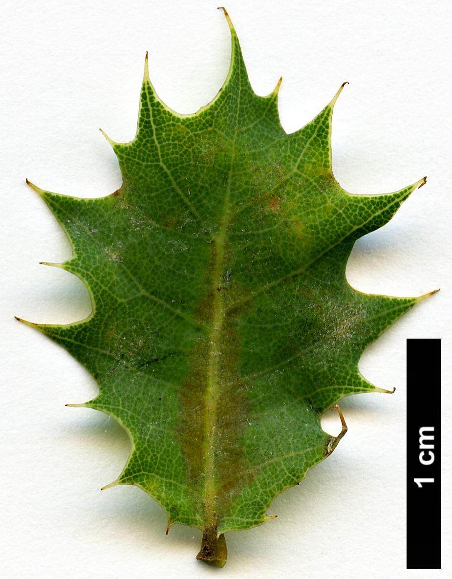 High resolution image: Family: Fagaceae - Genus: Quercus - Taxon: ajoensis