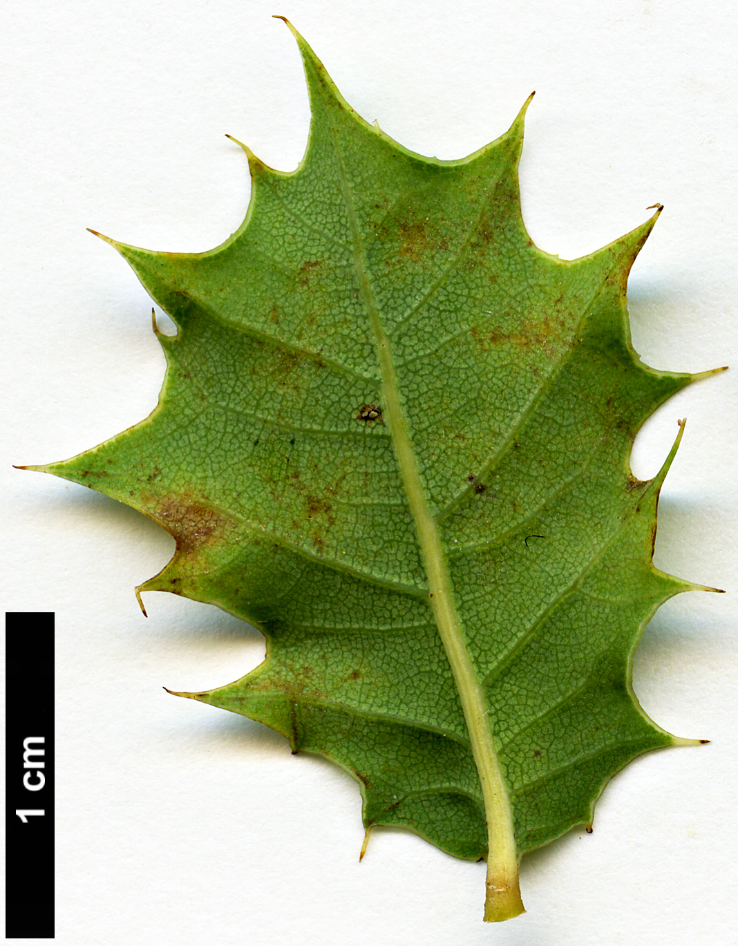 High resolution image: Family: Fagaceae - Genus: Quercus - Taxon: ajoensis