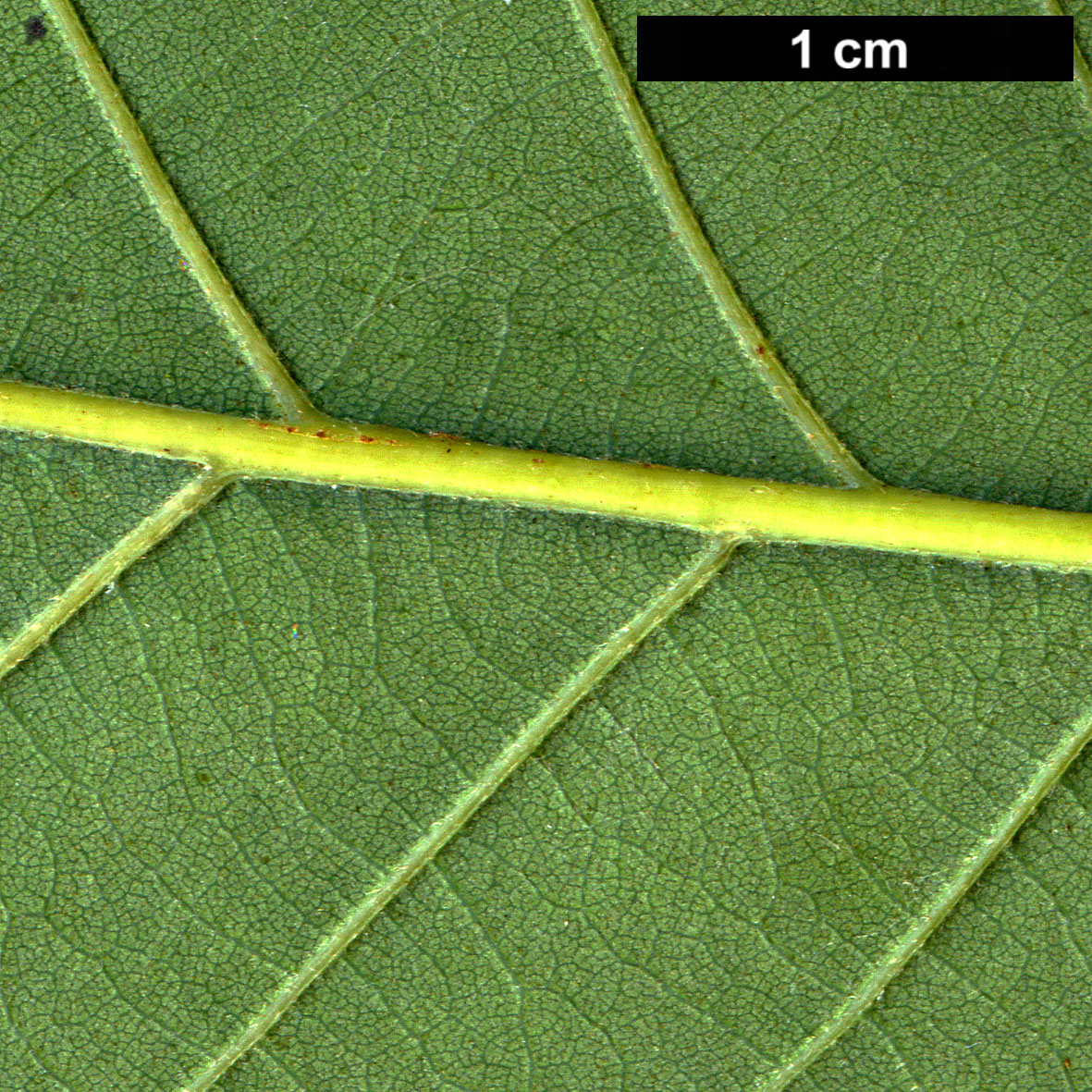 High resolution image: Family: Fagaceae - Genus: Quercus - Taxon: aliena