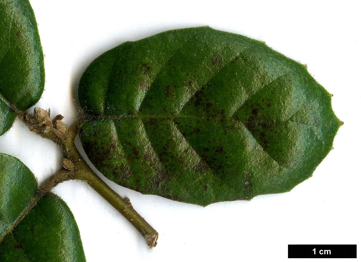 High resolution image: Family: Fagaceae - Genus: Quercus - Taxon: alnifolia