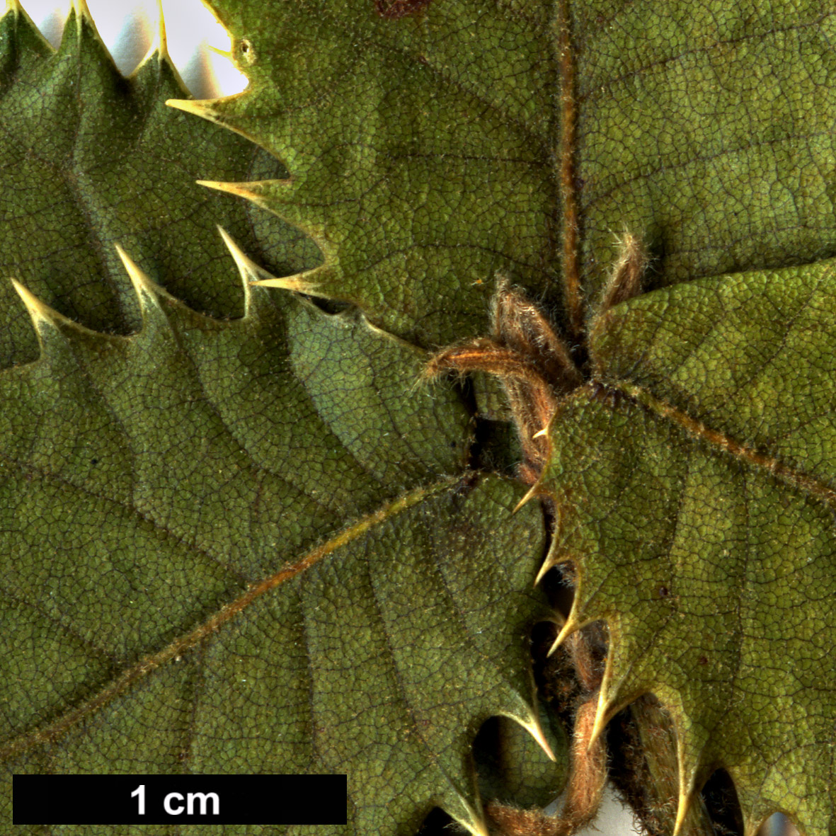 High resolution image: Family: Fagaceae - Genus: Quercus - Taxon: aquifolioides