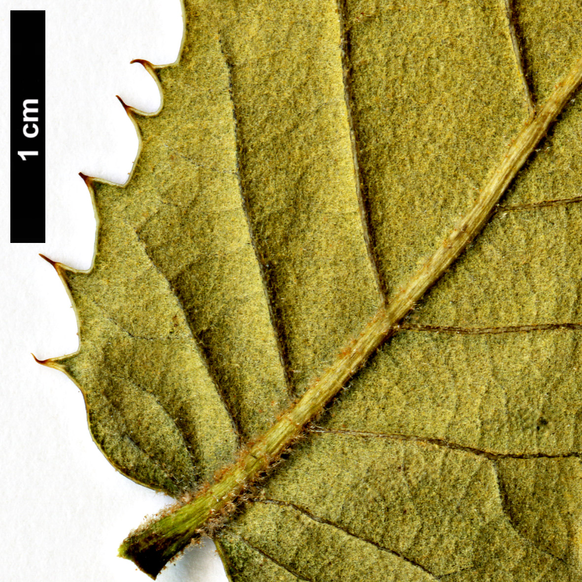 High resolution image: Family: Fagaceae - Genus: Quercus - Taxon: aquifolioides