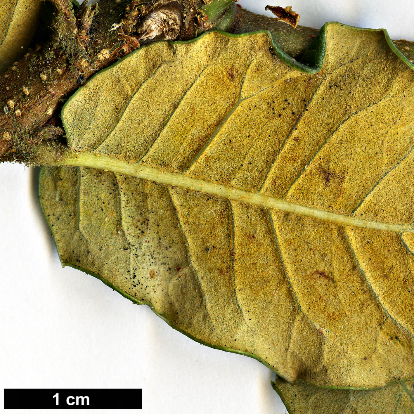 High resolution image: Family: Fagaceae - Genus: Quercus - Taxon: aquifolioides