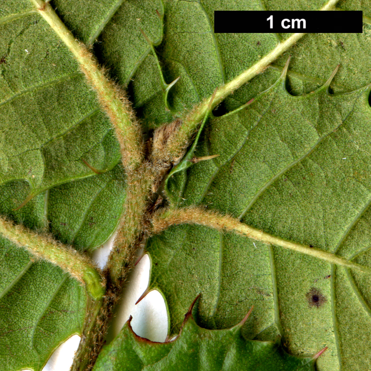 High resolution image: Family: Fagaceae - Genus: Quercus - Taxon: aquifolioides