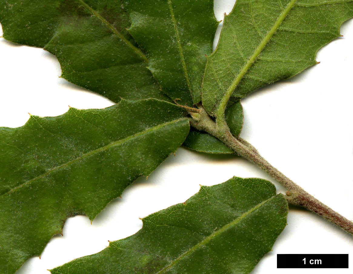 High resolution image: Family: Fagaceae - Genus: Quercus - Taxon: arizonica