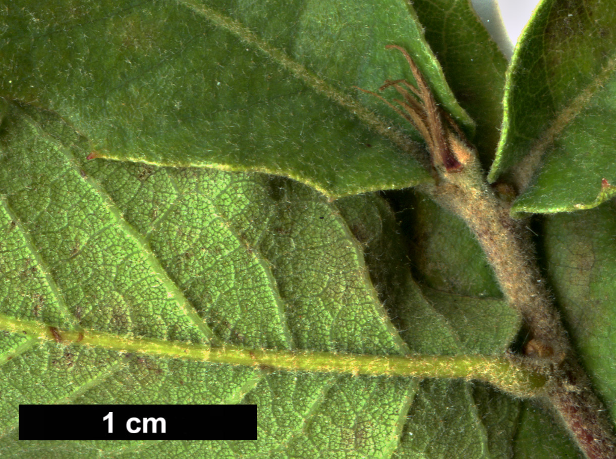 High resolution image: Family: Fagaceae - Genus: Quercus - Taxon: arizonica