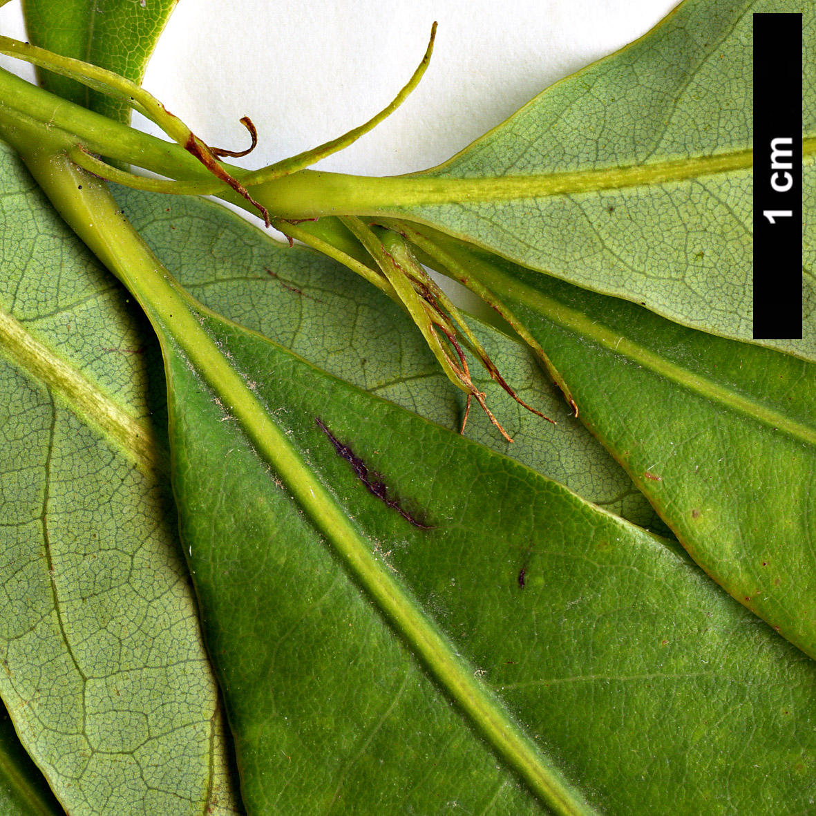 High resolution image: Family: Fagaceae - Genus: Quercus - Taxon: augustinii