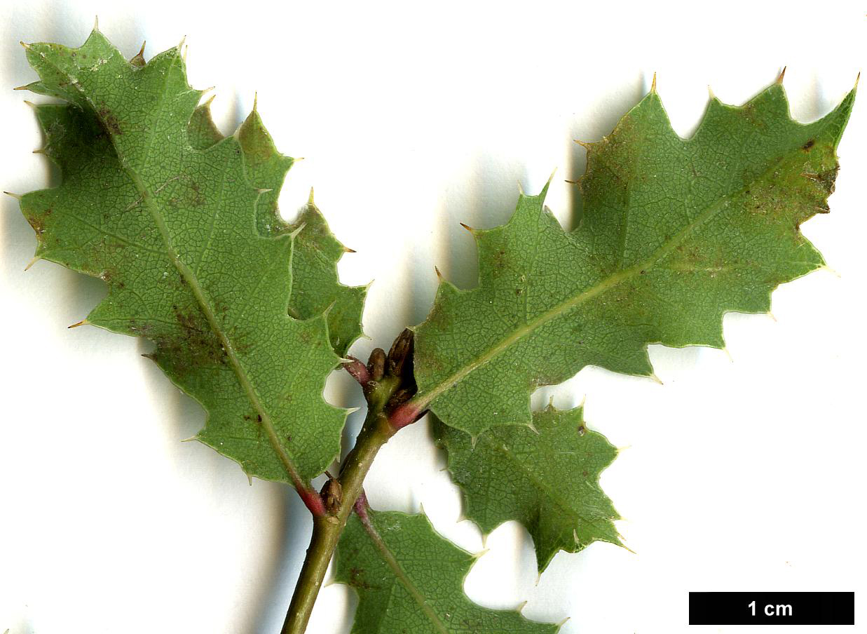 High resolution image: Family: Fagaceae - Genus: Quercus - Taxon: berberidifolia