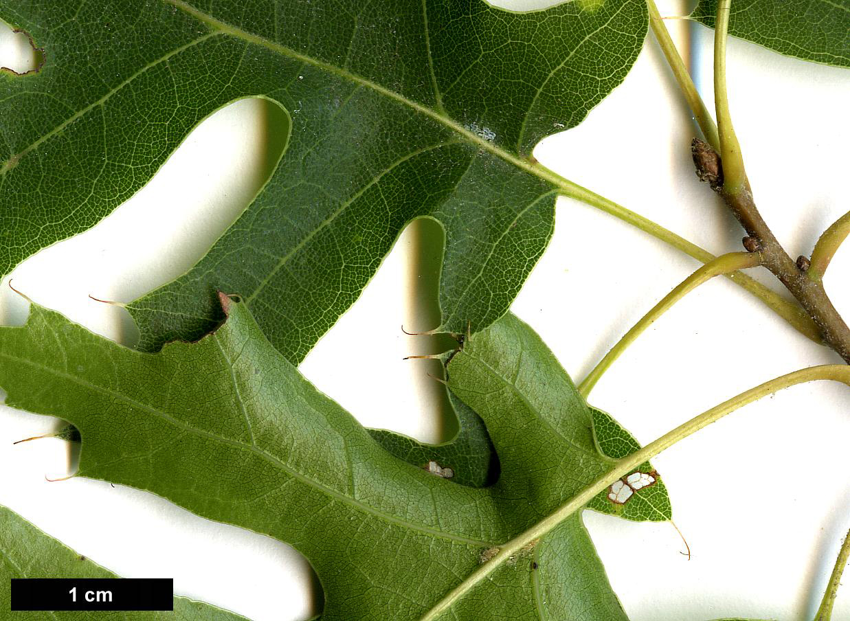 High resolution image: Family: Fagaceae - Genus: Quercus - Taxon: buckleyi