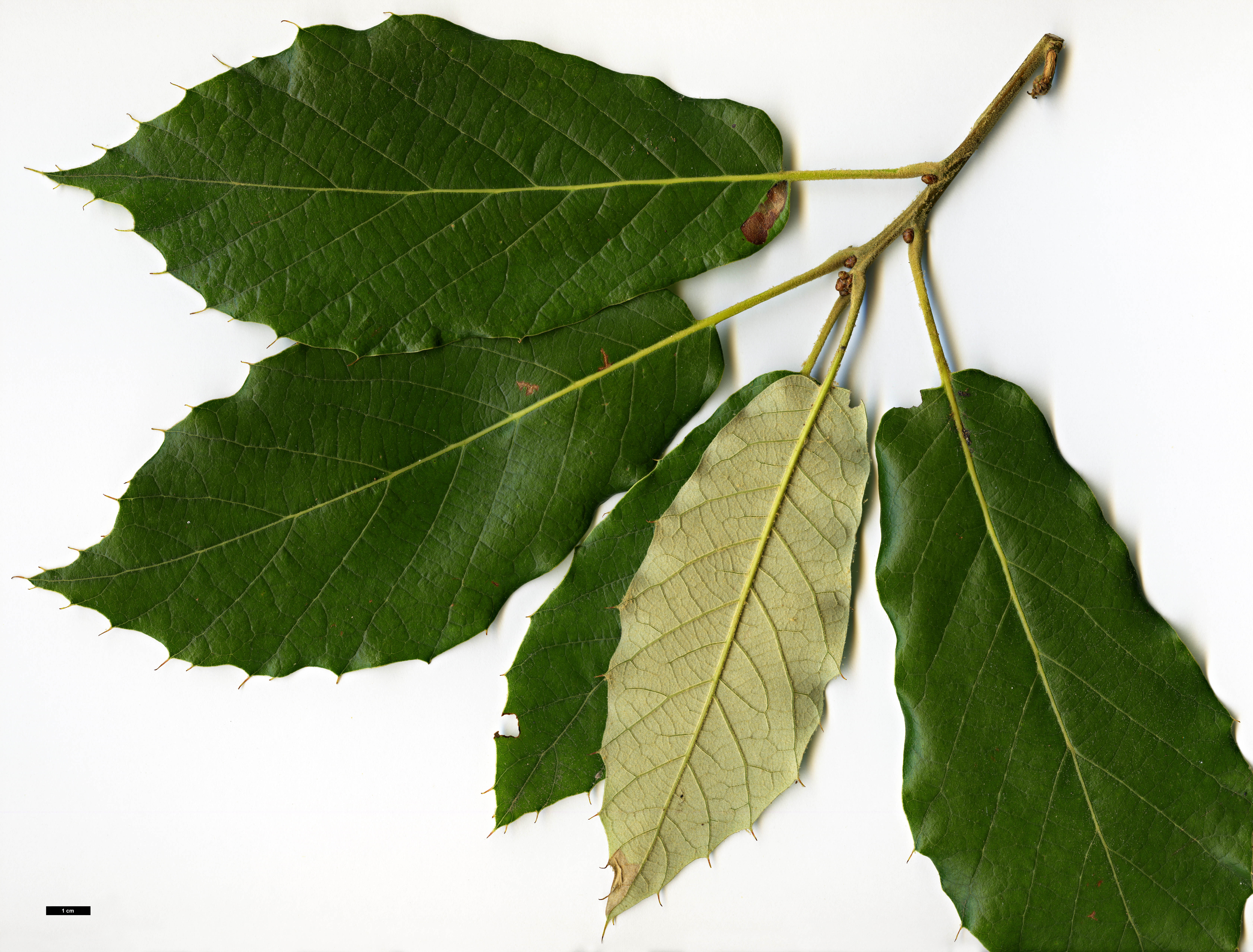 High resolution image: Family: Fagaceae - Genus: Quercus - Taxon: calophylla