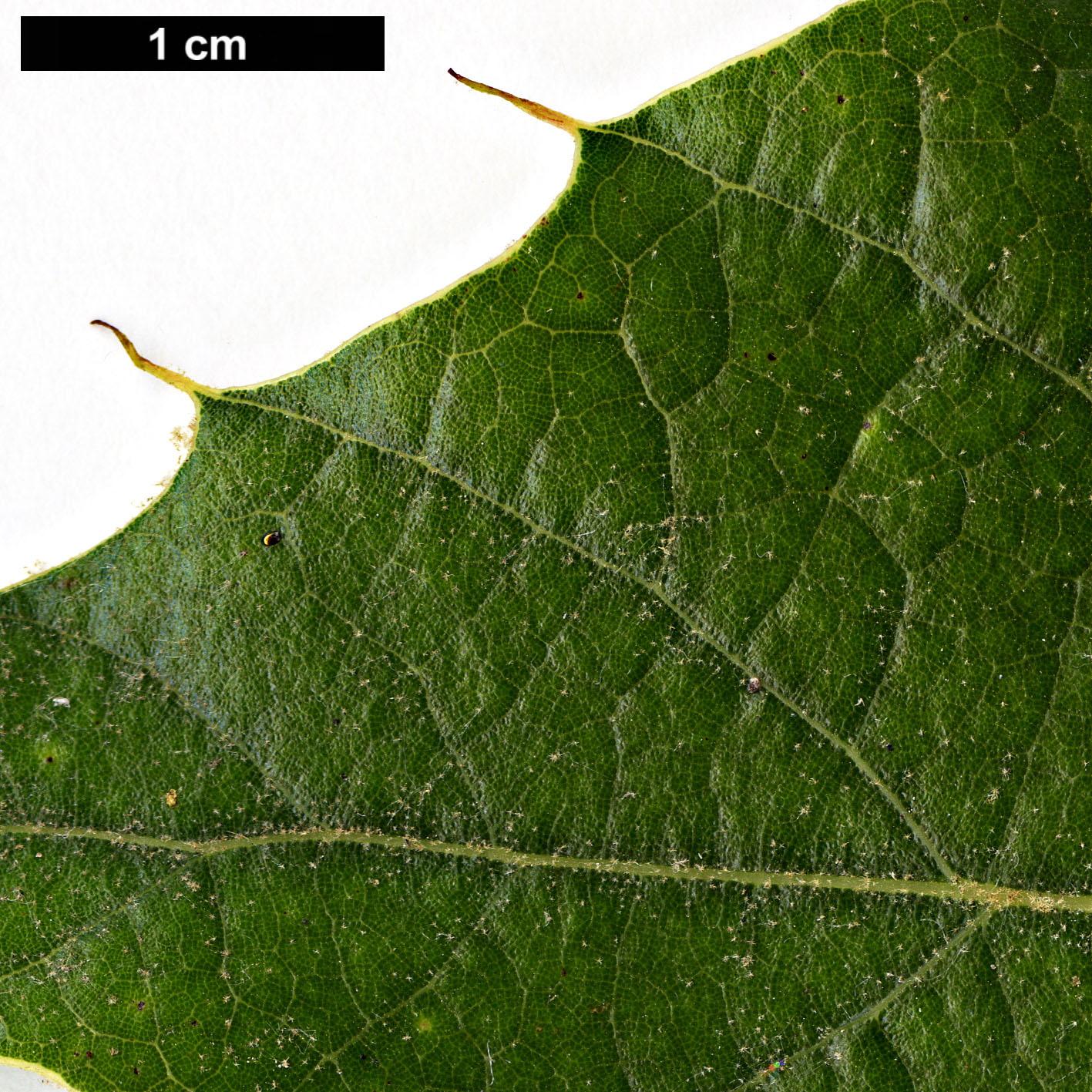 High resolution image: Family: Fagaceae - Genus: Quercus - Taxon: calophylla