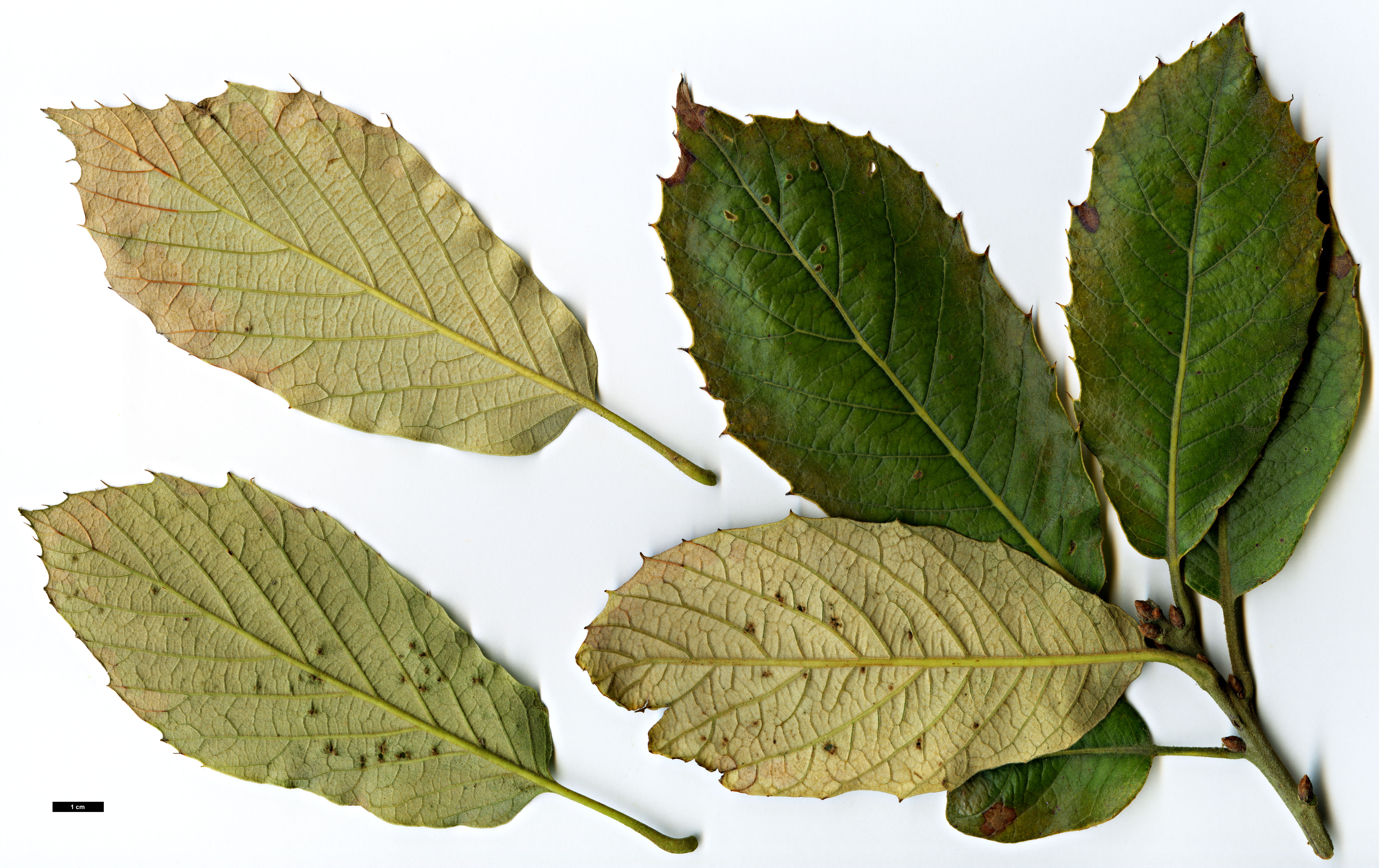 High resolution image: Family: Fagaceae - Genus: Quercus - Taxon: calophylla