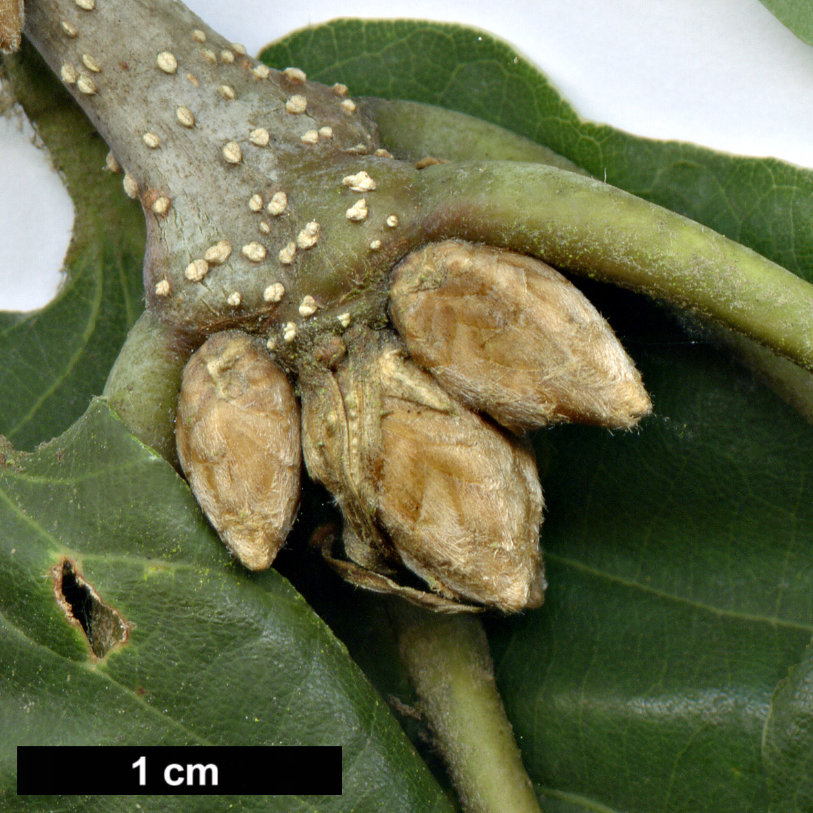 High resolution image: Family: Fagaceae - Genus: Quercus - Taxon: canariensis