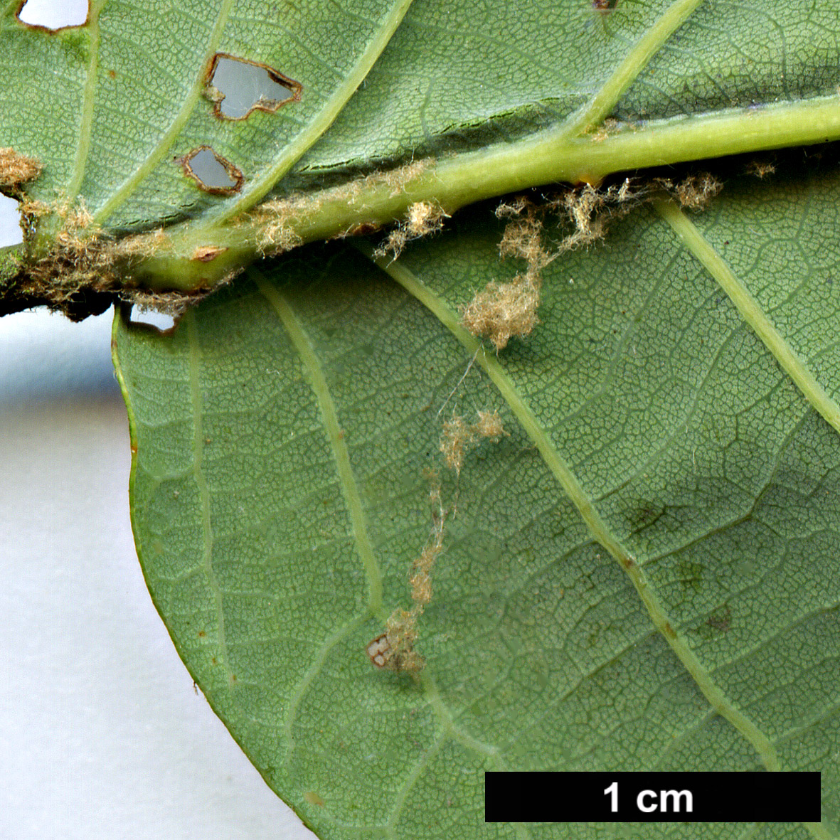 High resolution image: Family: Fagaceae - Genus: Quercus - Taxon: canariensis