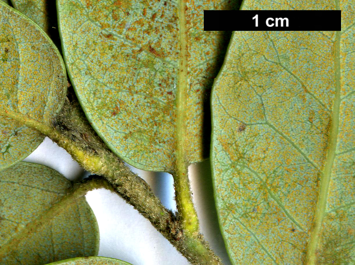 High resolution image: Family: Fagaceae - Genus: Quercus - Taxon: chrysolepis