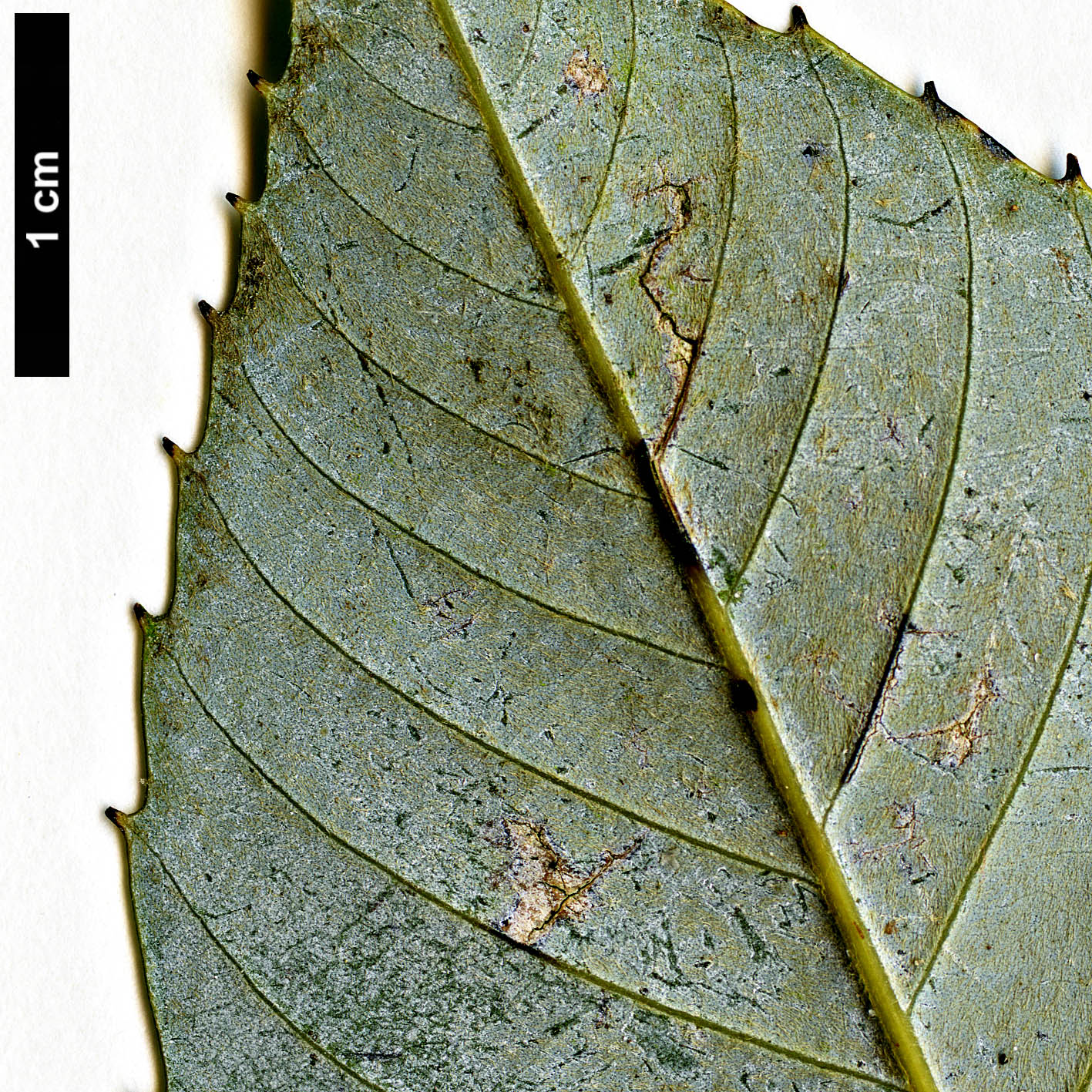 High resolution image: Family: Fagaceae - Genus: Quercus - Taxon: ciliaris