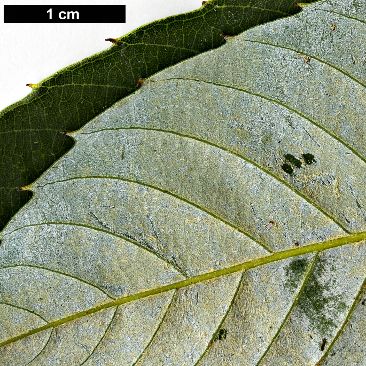 High resolution image: Family: Fagaceae - Genus: Quercus - Taxon: ciliaris