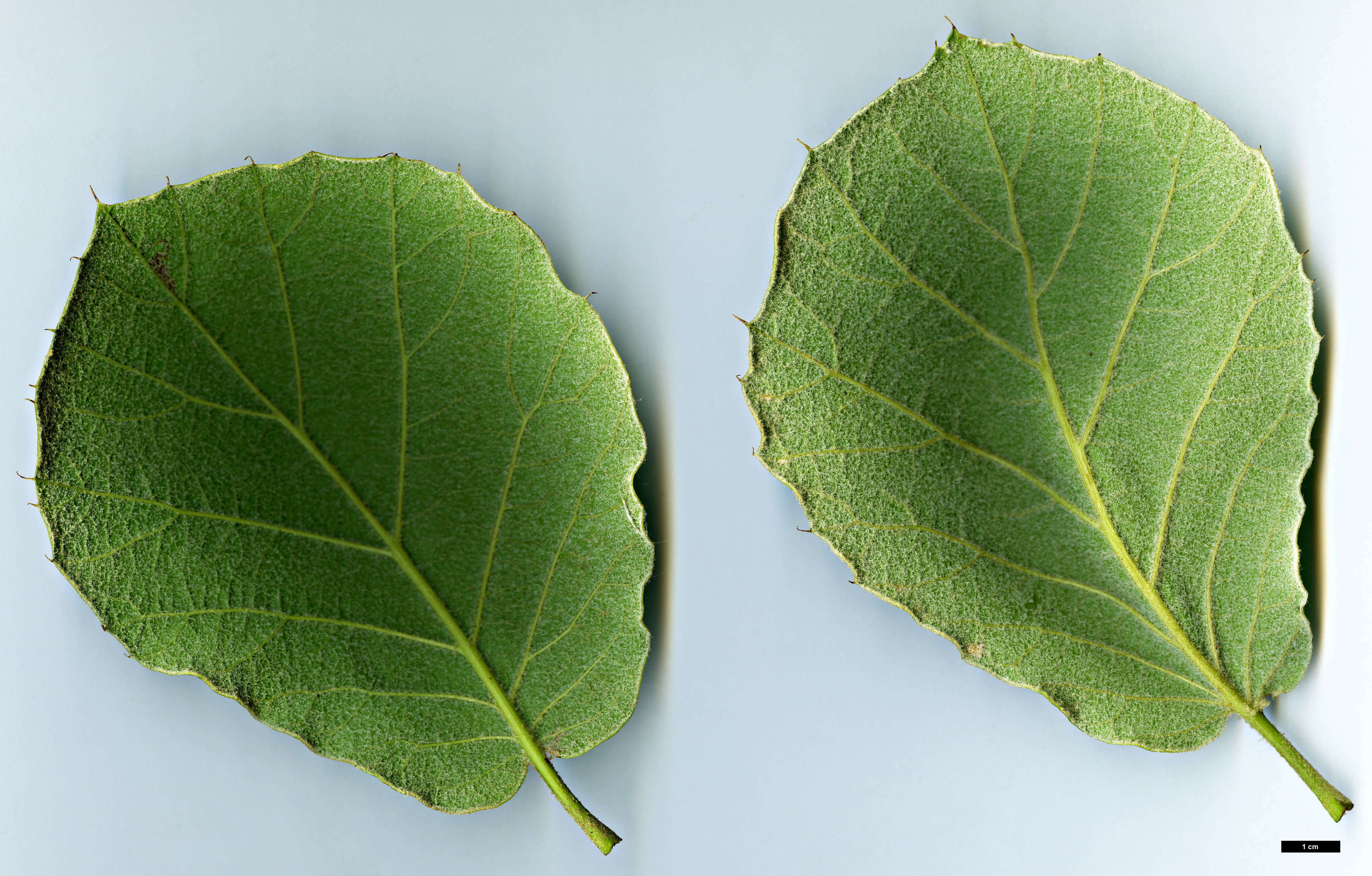 High resolution image: Family: Fagaceae - Genus: Quercus - Taxon: conzattii