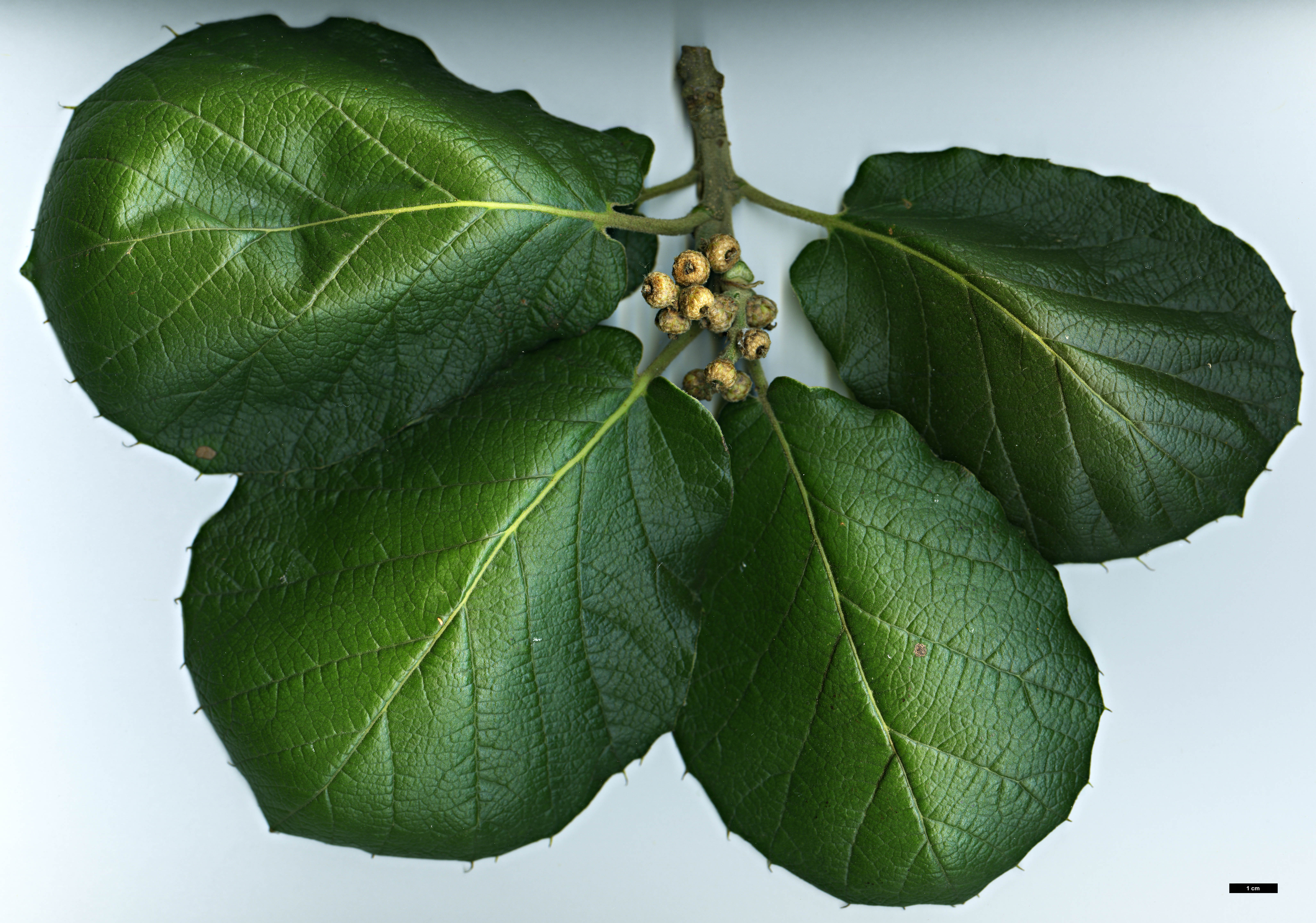 High resolution image: Family: Fagaceae - Genus: Quercus - Taxon: conzattii