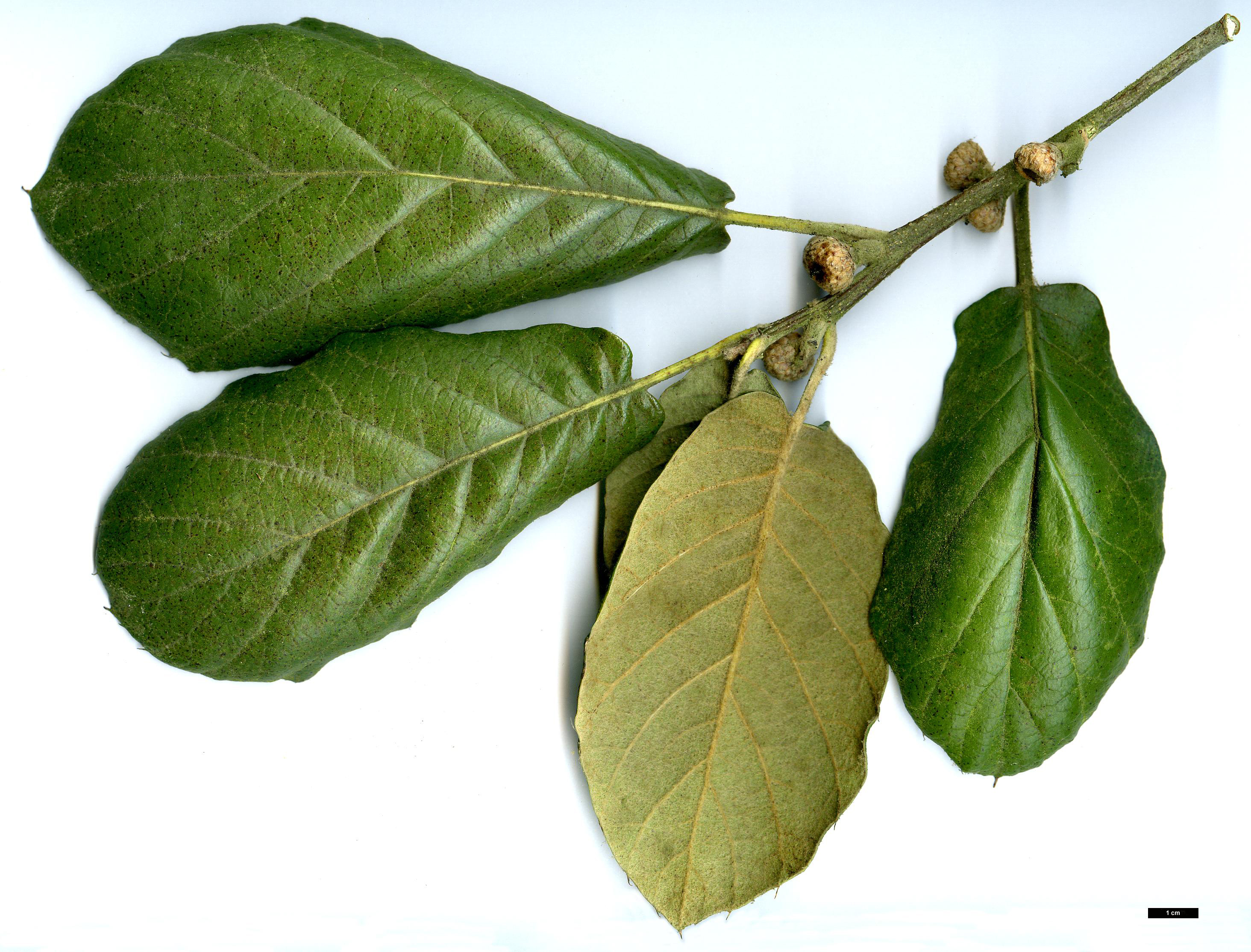 High resolution image: Family: Fagaceae - Genus: Quercus - Taxon: crassifolia