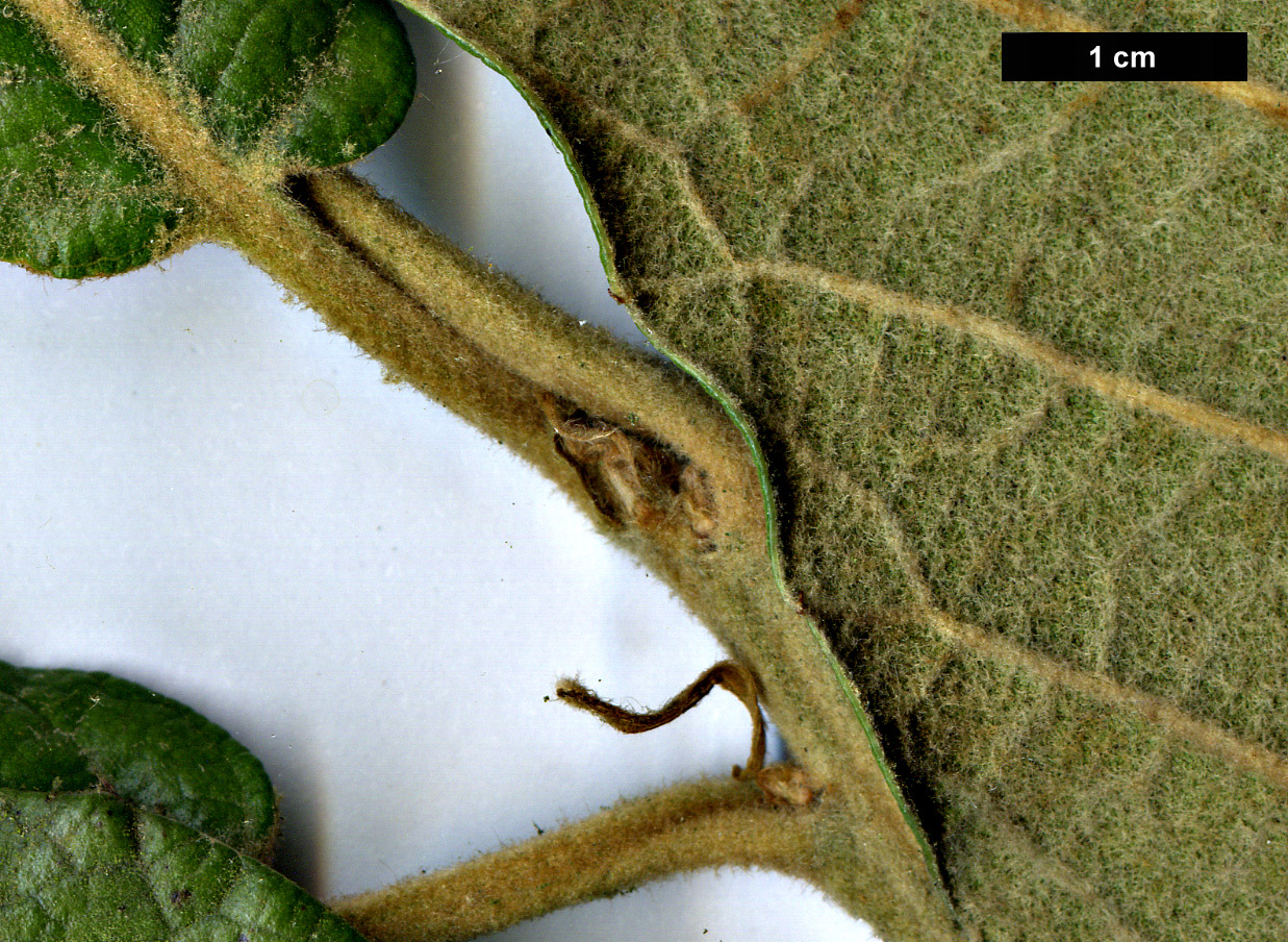 High resolution image: Family: Fagaceae - Genus: Quercus - Taxon: crassifolia