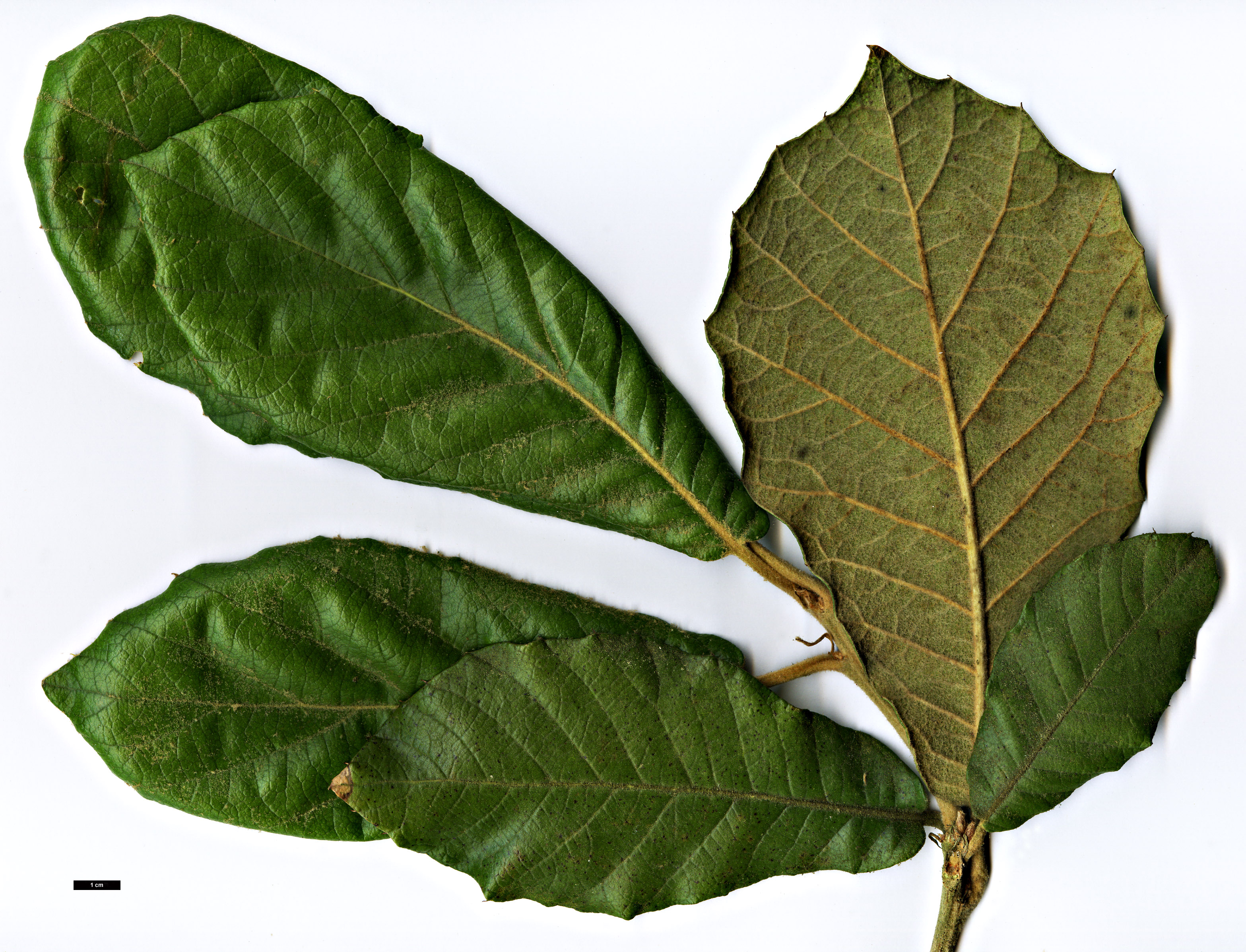 High resolution image: Family: Fagaceae - Genus: Quercus - Taxon: crassifolia