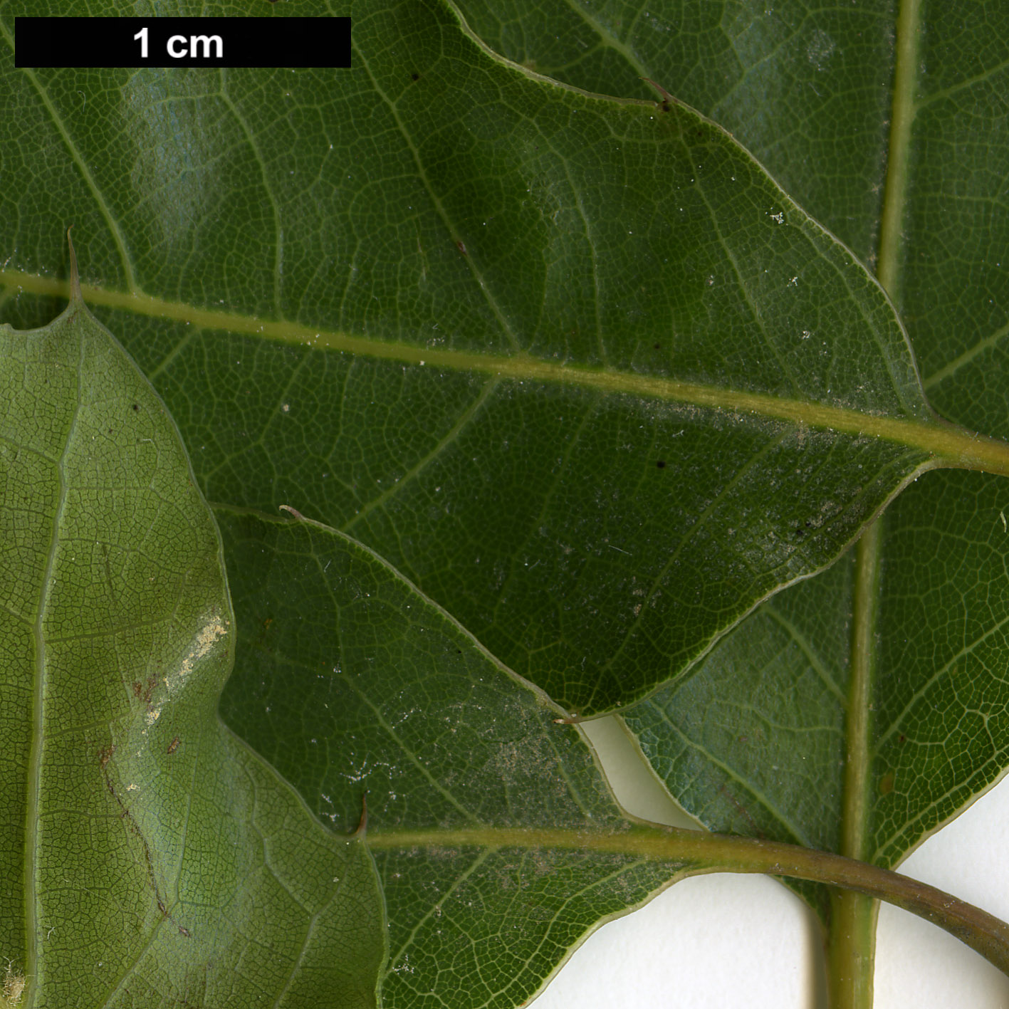 High resolution image: Family: Fagaceae - Genus: Quercus - Taxon: cupreata