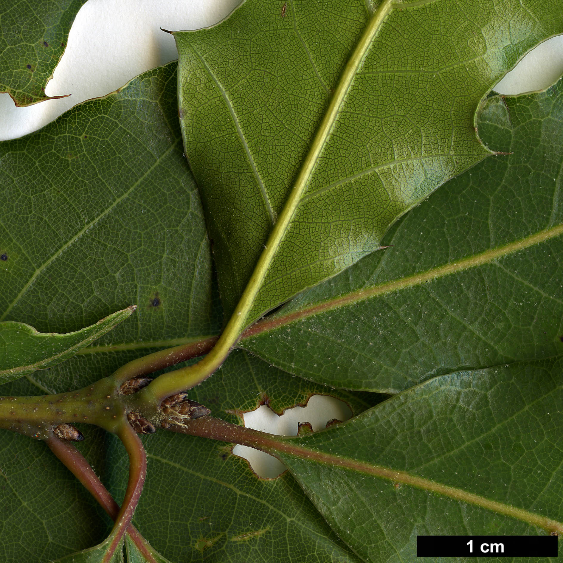 High resolution image: Family: Fagaceae - Genus: Quercus - Taxon: cupreata