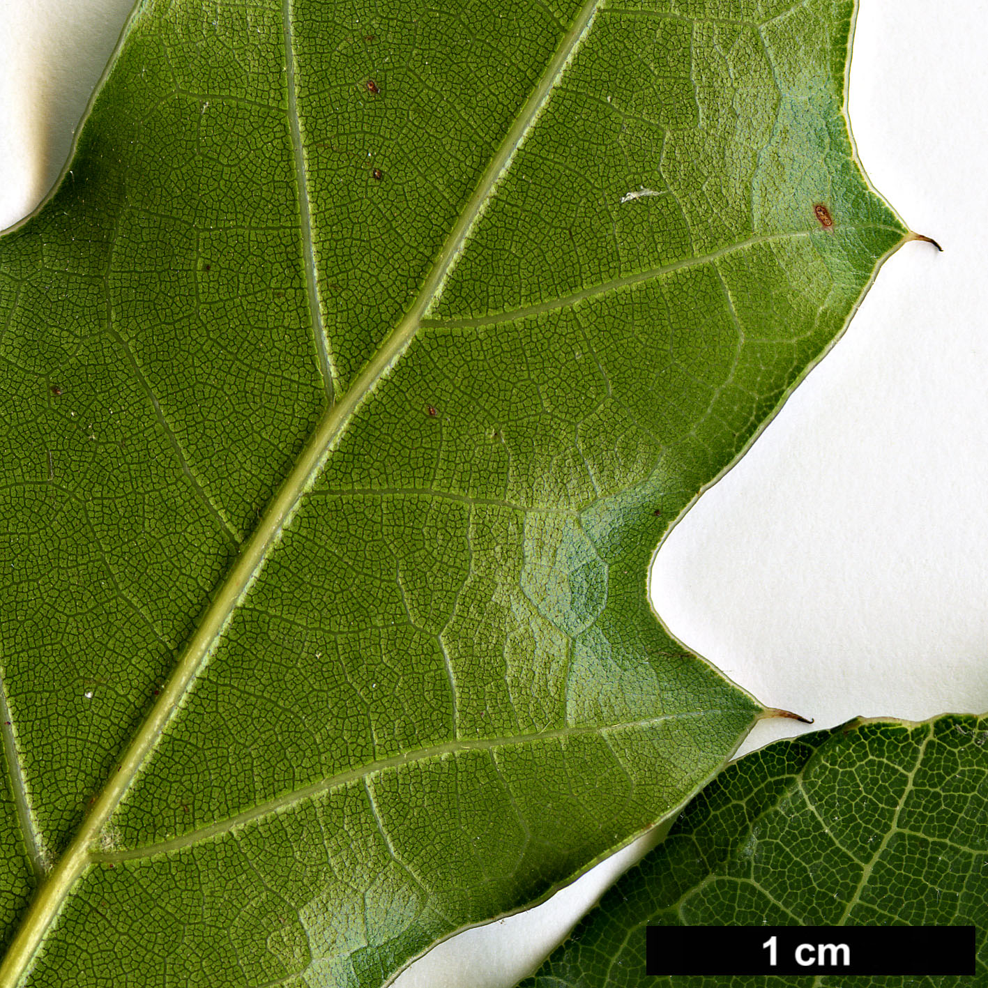 High resolution image: Family: Fagaceae - Genus: Quercus - Taxon: cupreata