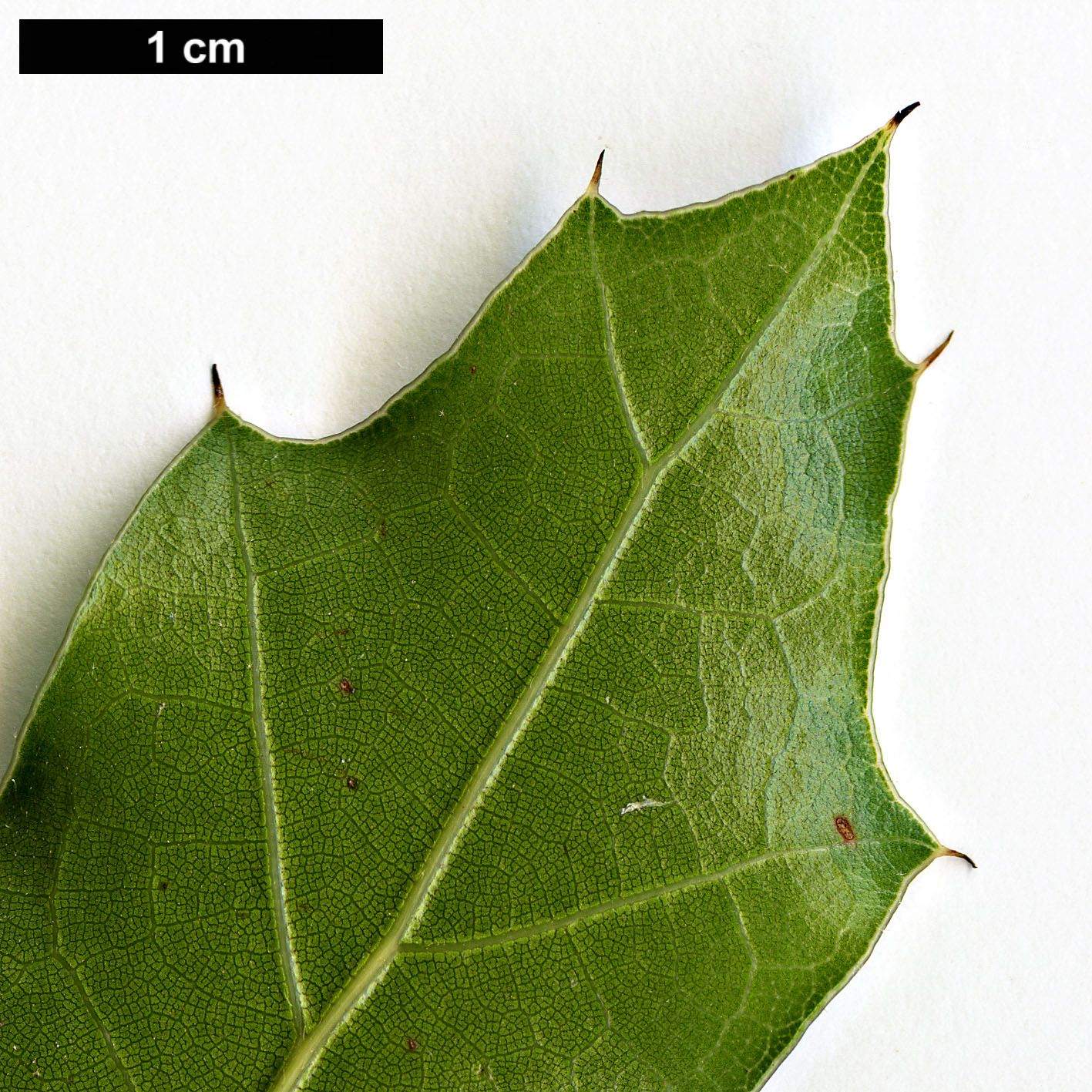 High resolution image: Family: Fagaceae - Genus: Quercus - Taxon: cupreata