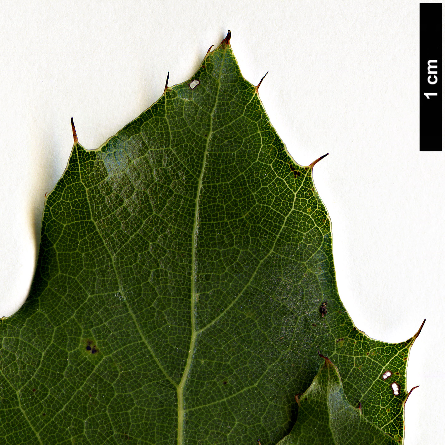 High resolution image: Family: Fagaceae - Genus: Quercus - Taxon: cupreata