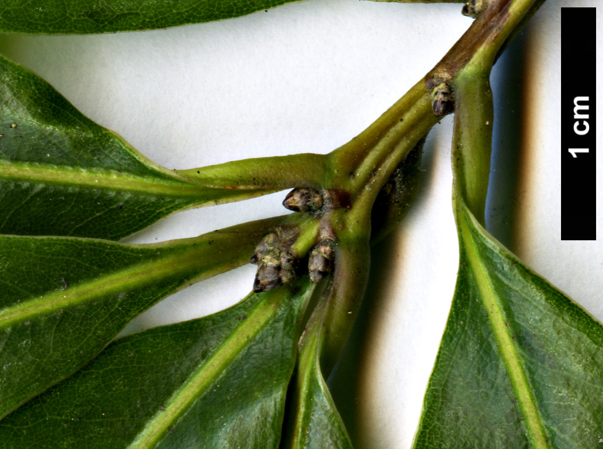 High resolution image: Family: Fagaceae - Genus: Quercus - Taxon: delgadoana