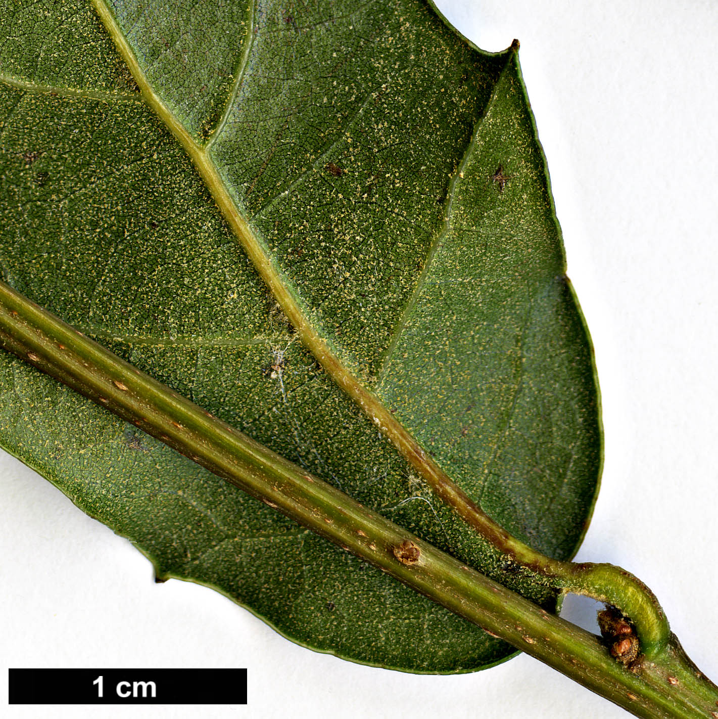 High resolution image: Family: Fagaceae - Genus: Quercus - Taxon: depressa