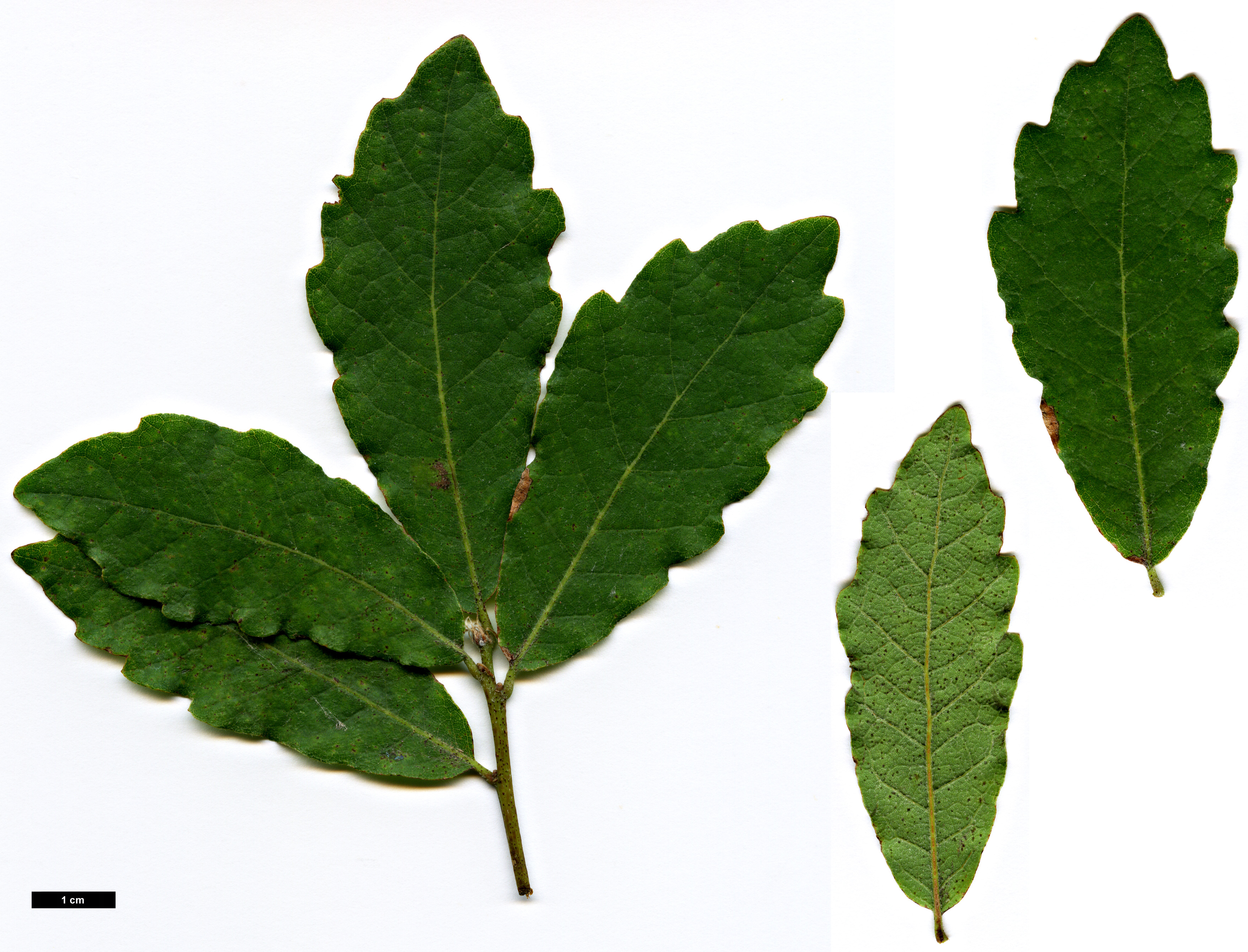 High resolution image: Family: Fagaceae - Genus: Quercus - Taxon: deserticola