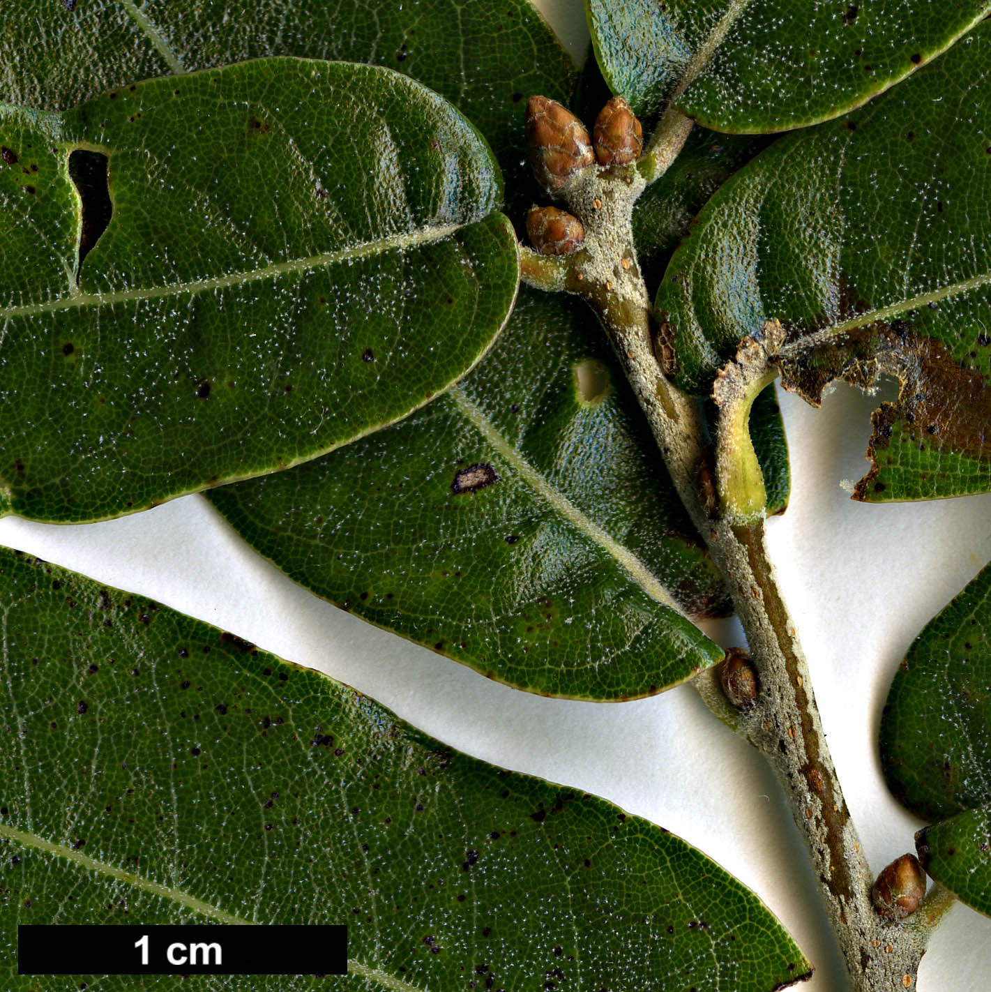 High resolution image: Family: Fagaceae - Genus: Quercus - Taxon: durifolia