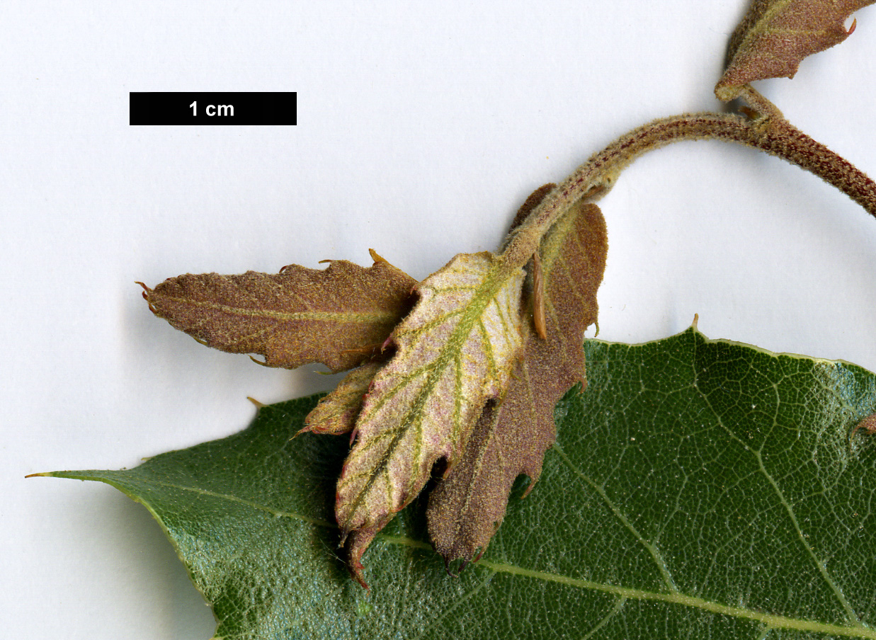 High resolution image: Family: Fagaceae - Genus: Quercus - Taxon: eduardi