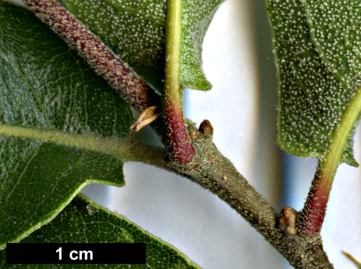 High resolution image: Family: Fagaceae - Genus: Quercus - Taxon: eduardi