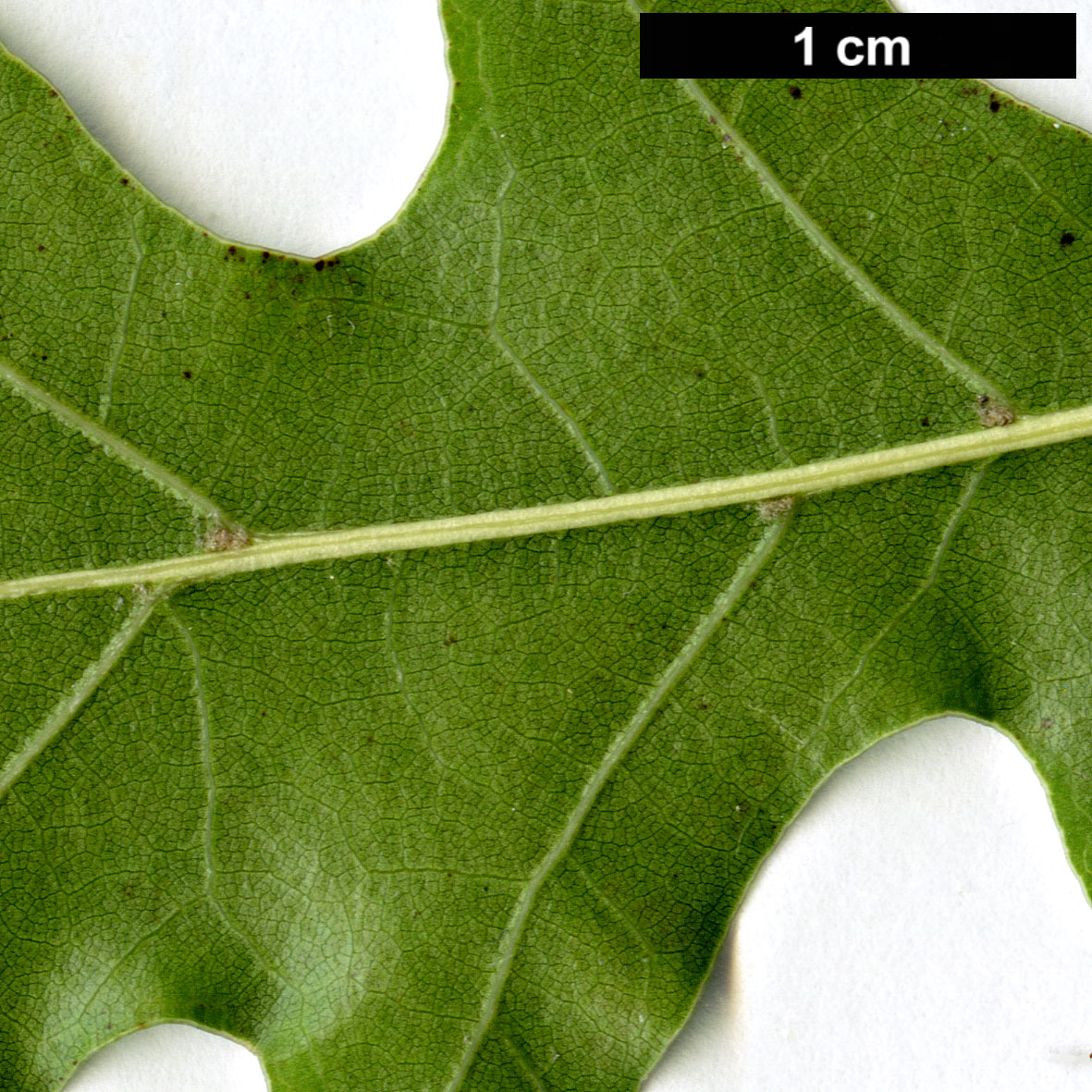 High resolution image: Family: Fagaceae - Genus: Quercus - Taxon: ellipsoidalis