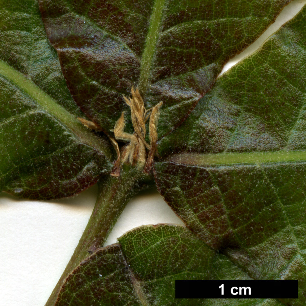 High resolution image: Family: Fagaceae - Genus: Quercus - Taxon: elliptica