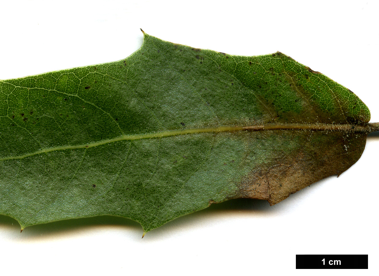 High resolution image: Family: Fagaceae - Genus: Quercus - Taxon: emoryi