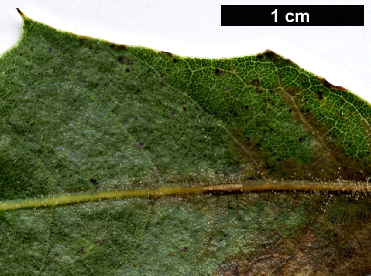 High resolution image: Family: Fagaceae - Genus: Quercus - Taxon: emoryi