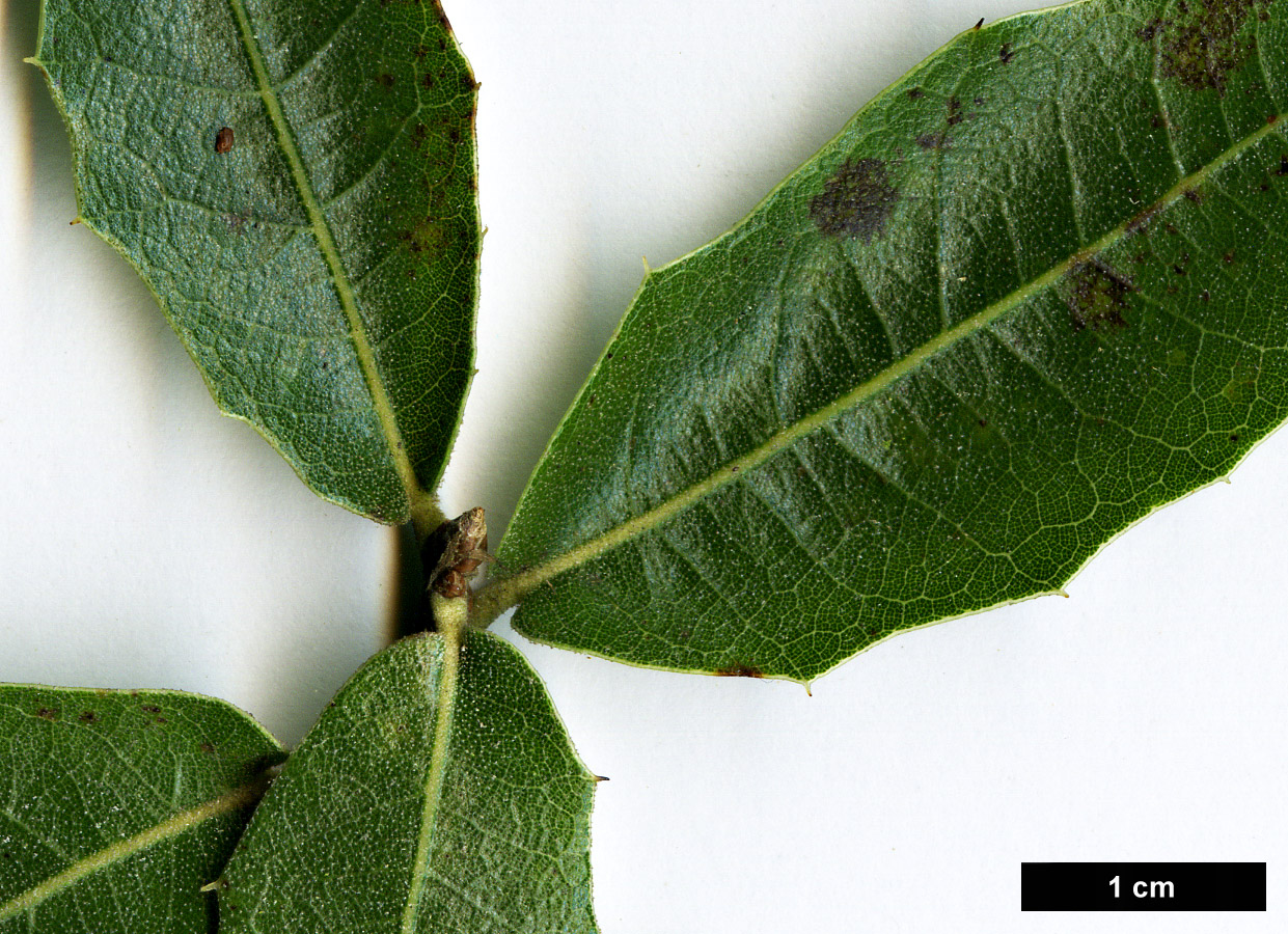 High resolution image: Family: Fagaceae - Genus: Quercus - Taxon: emoryi