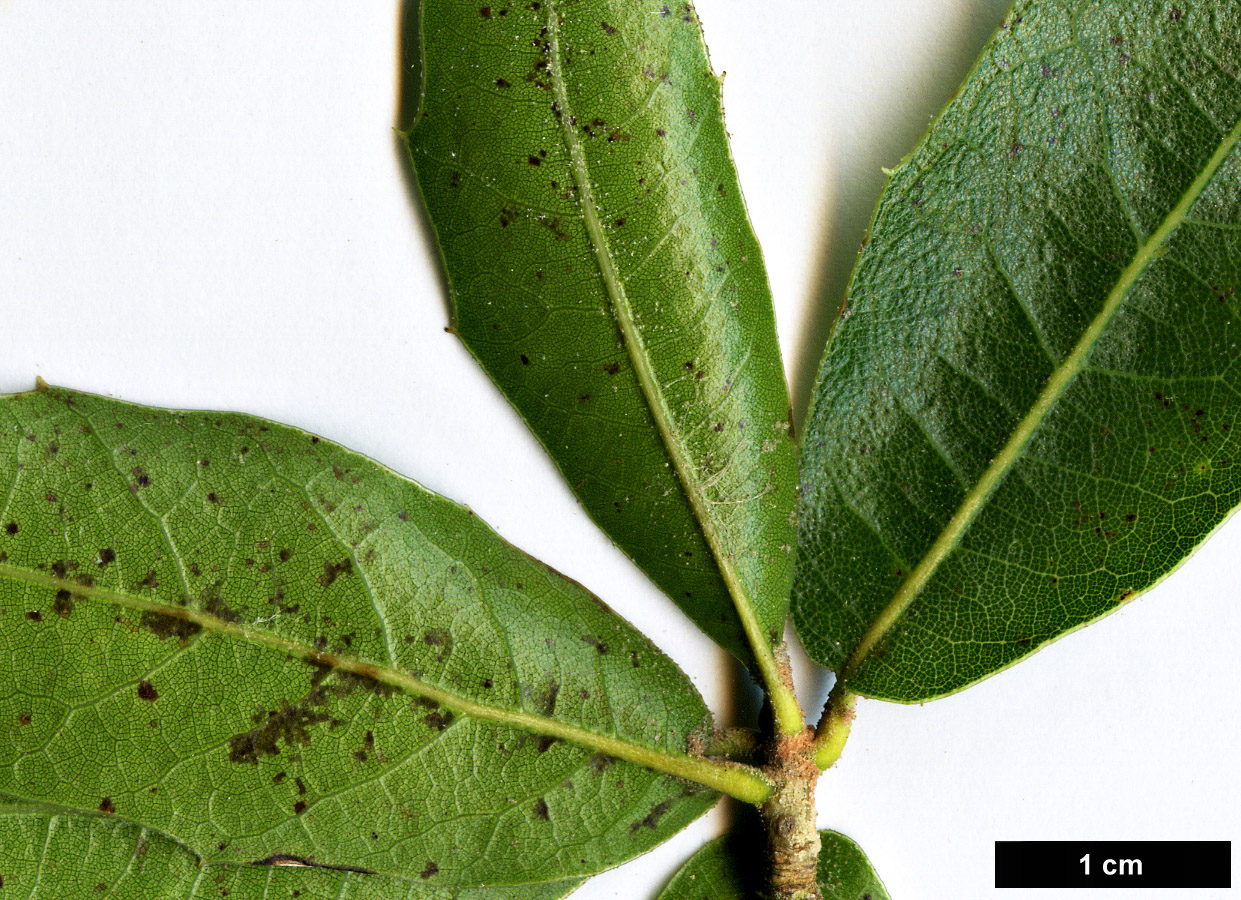 High resolution image: Family: Fagaceae - Genus: Quercus - Taxon: emoryi