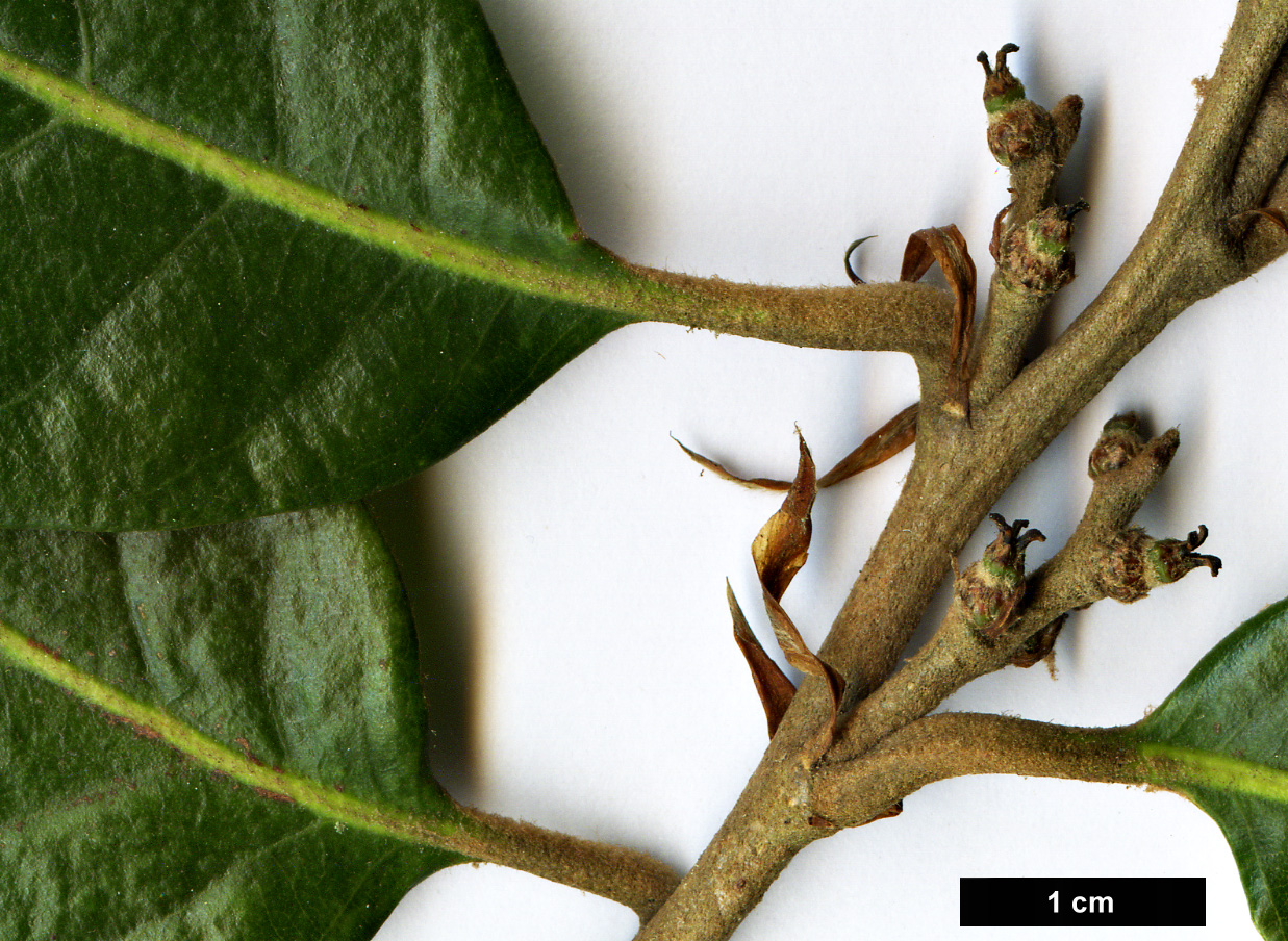 High resolution image: Family: Fagaceae - Genus: Quercus - Taxon: engleriana