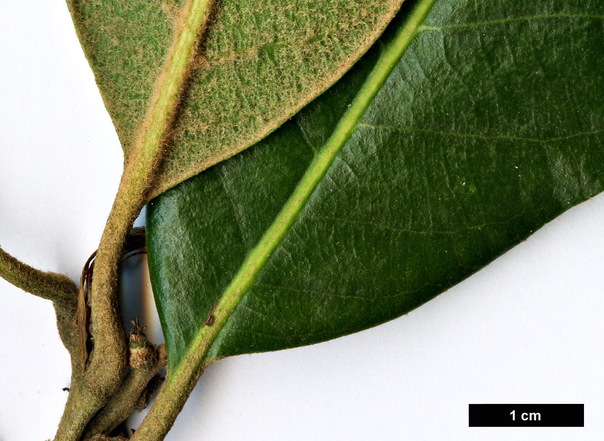 High resolution image: Family: Fagaceae - Genus: Quercus - Taxon: engleriana