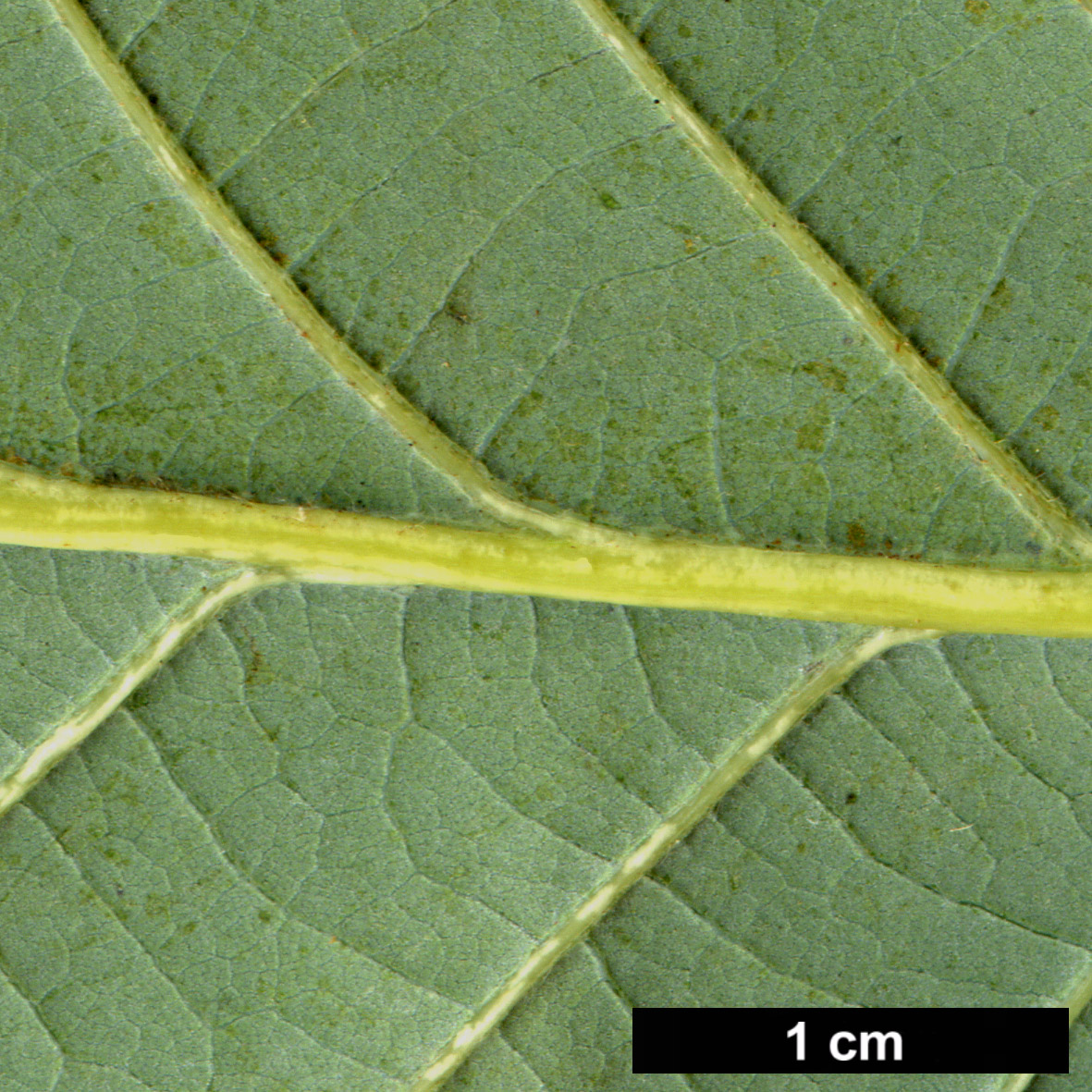 High resolution image: Family: Fagaceae - Genus: Quercus - Taxon: fabri