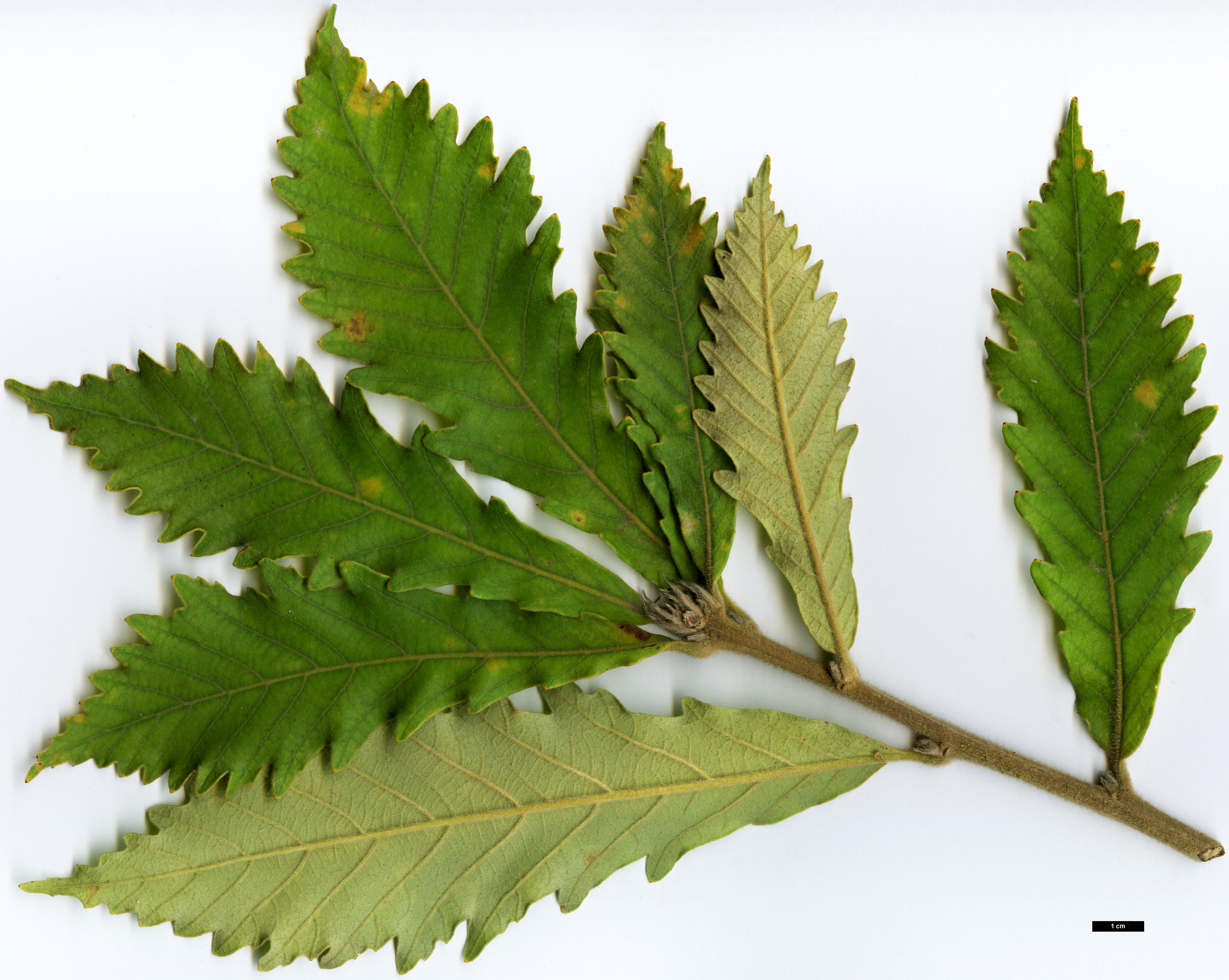 High resolution image: Family: Fagaceae - Genus: Quercus - Taxon: fabri