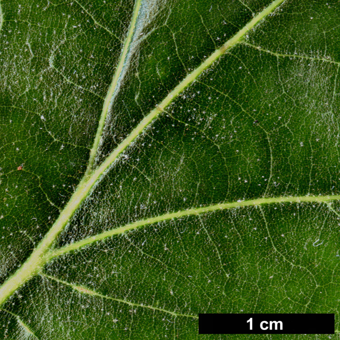 High resolution image: Family: Fagaceae - Genus: Quercus - Taxon: falcata